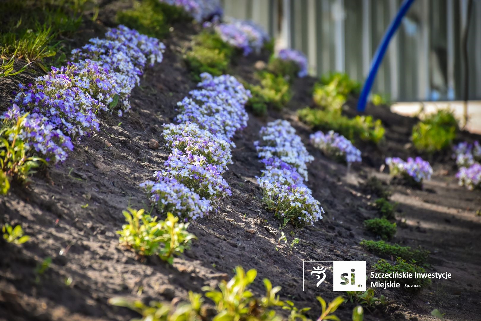 Plac Orła Białego się zazielenia.