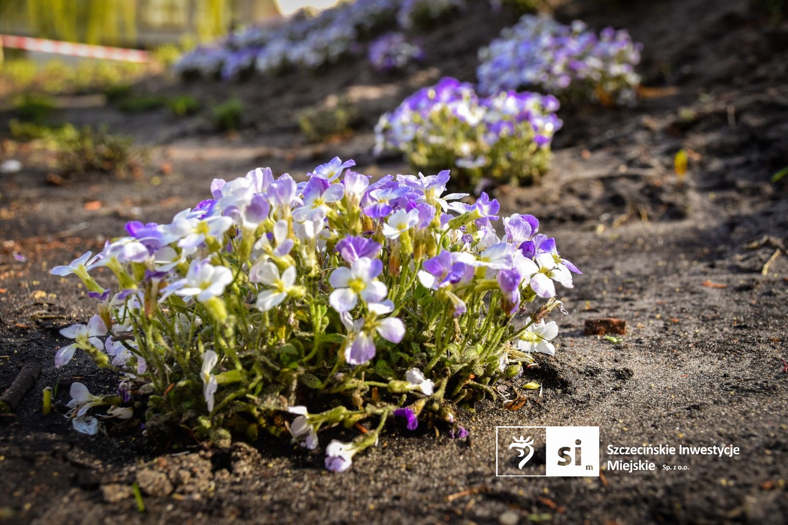 Plac Orła Białego się zazielenia.
