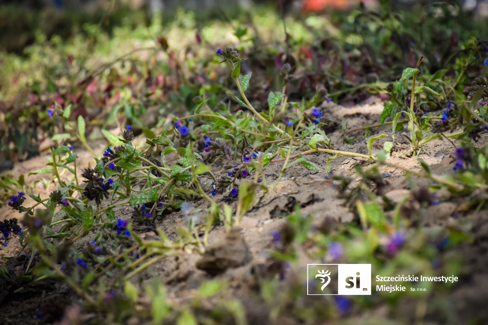 Plac Orła Białego się zazielenia.