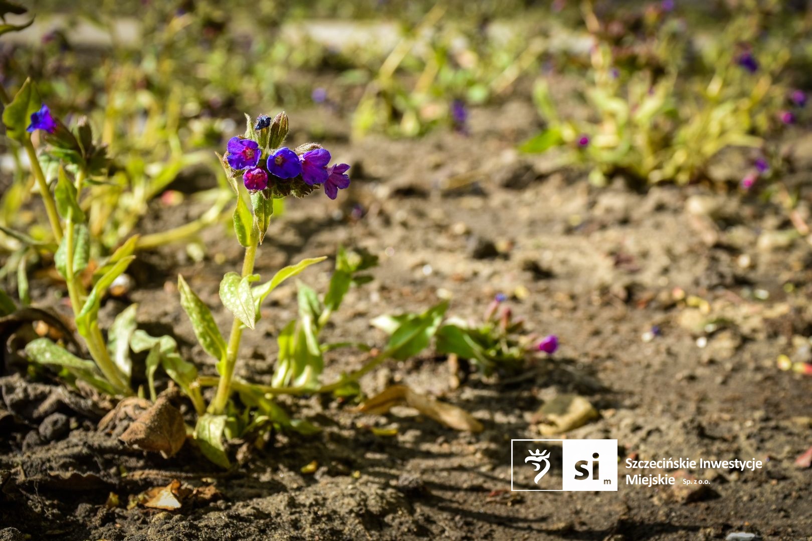 Plac Orła Białego się zazielenia.
