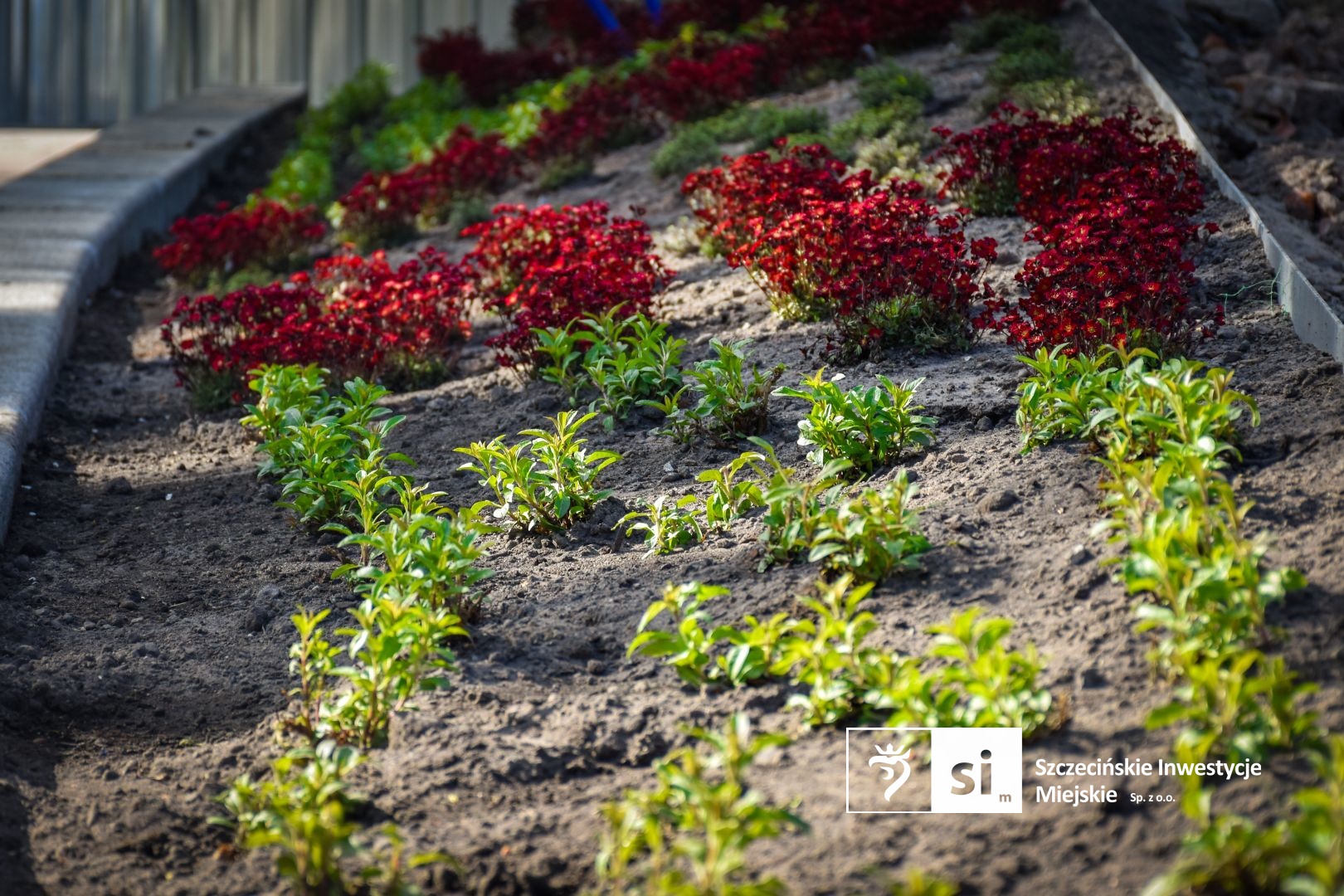 Plac Orła Białego się zazielenia.