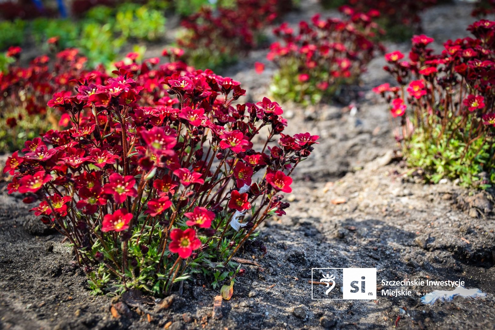 Plac Orła Białego się zazielenia.