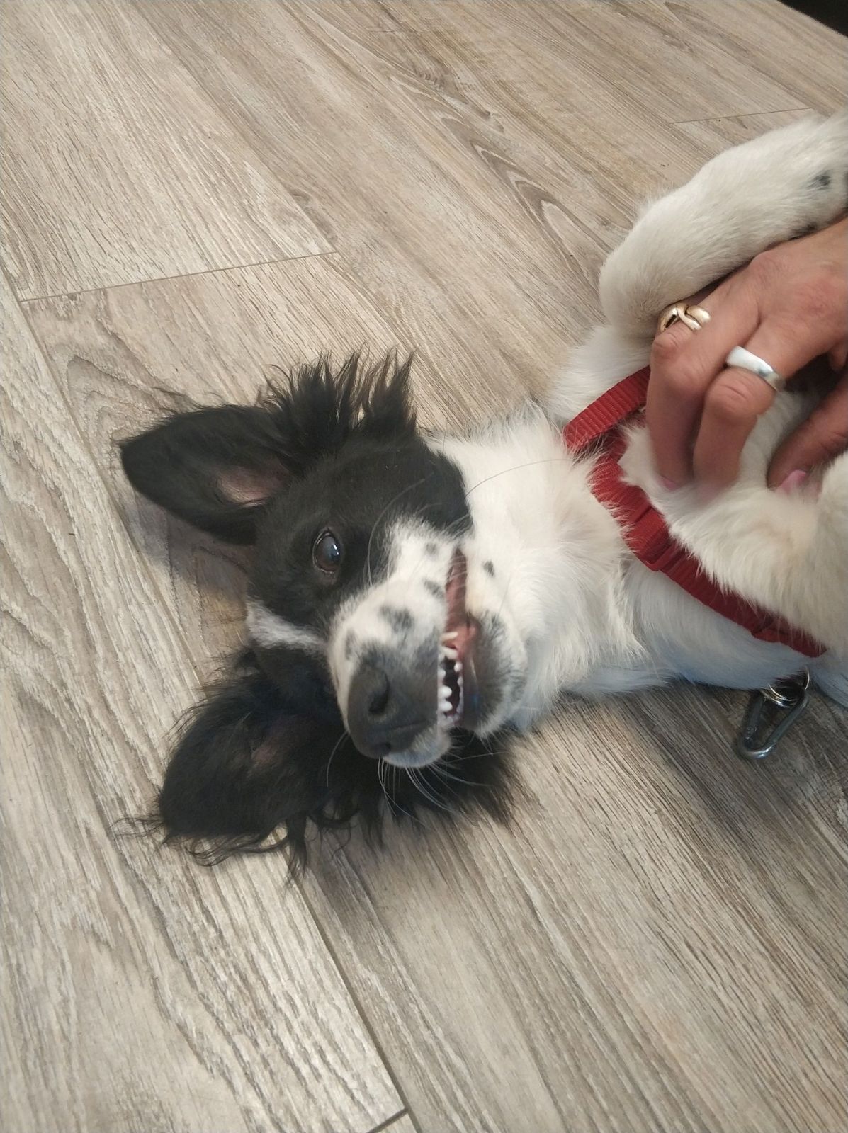Fido.jpg