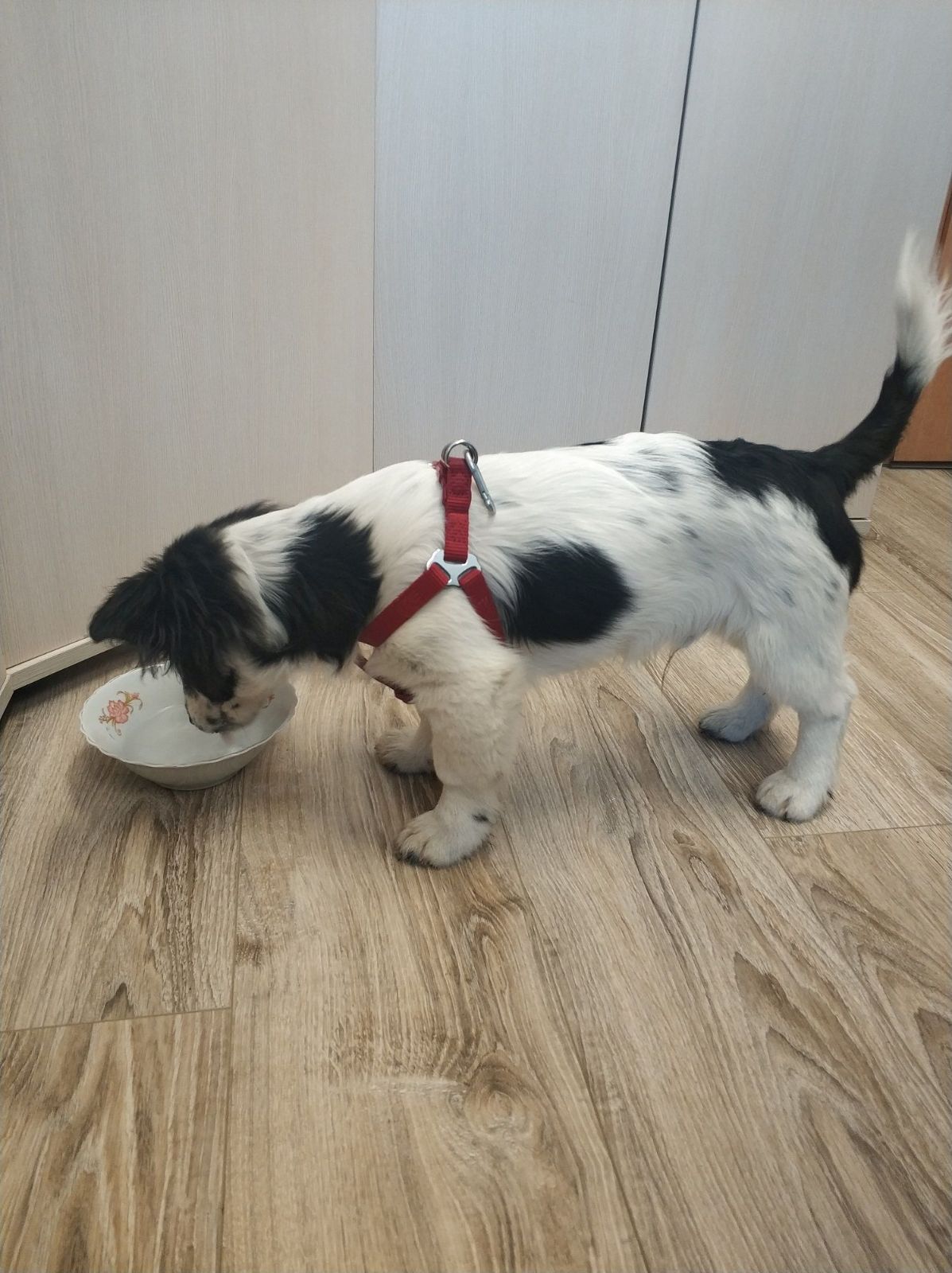 Fido_2.jpg