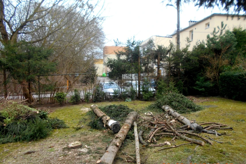 Wycinając nielegalnie drzewa nie jesteś bezkarny!