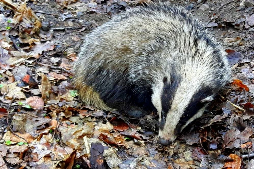 Niecodzienny widok dla strażników miejskich