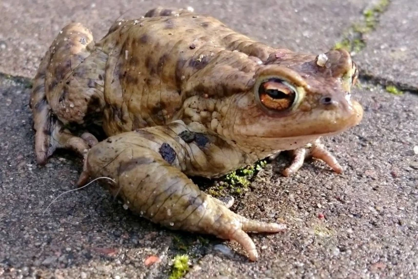 Uwaga - ropuchy! Zmiany przy jeziorze Szmaragdowym Uwaga - ropuchy! Zmiany przy jeziorze Szmaragdowym