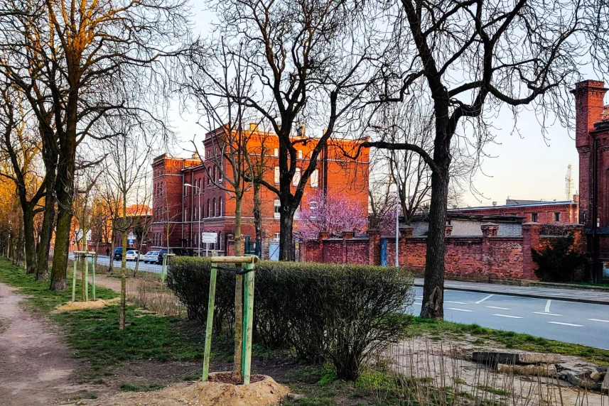 Szczecin: ponad tysiąc nowych roślin Szczecin: ponad tysiąc nowych roślin