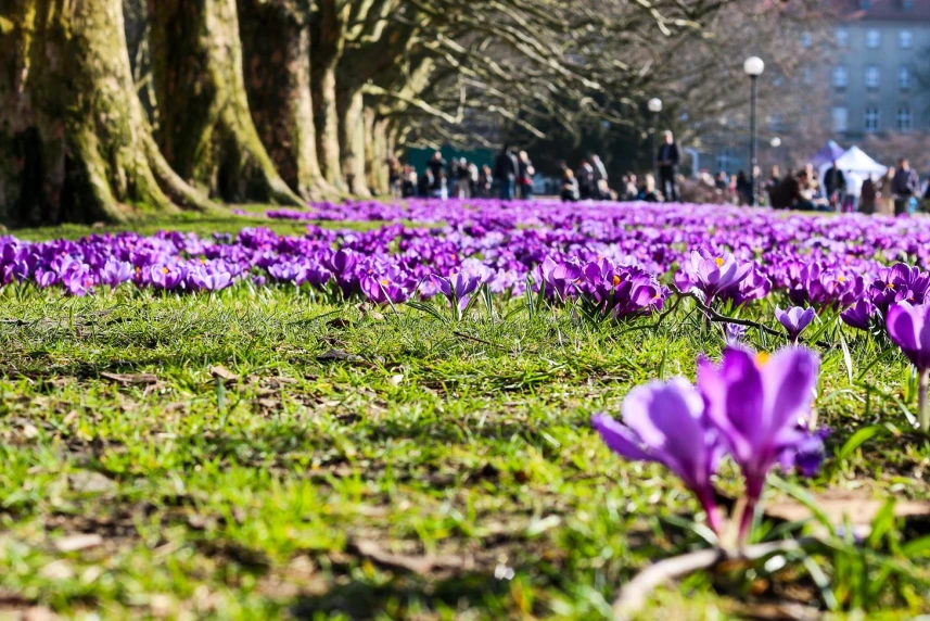 Krokusy na Jasnych Błoniach