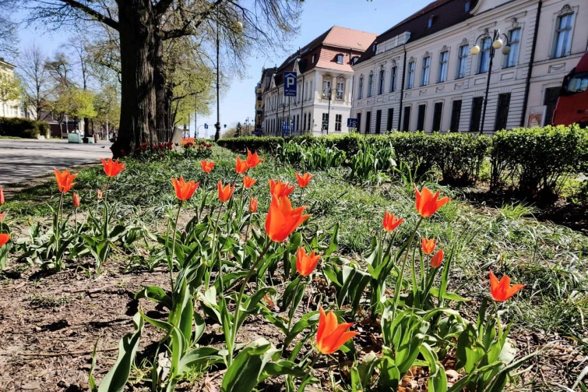 Ładne kwiatki w Szczecinie - przyroda budzi się do życia