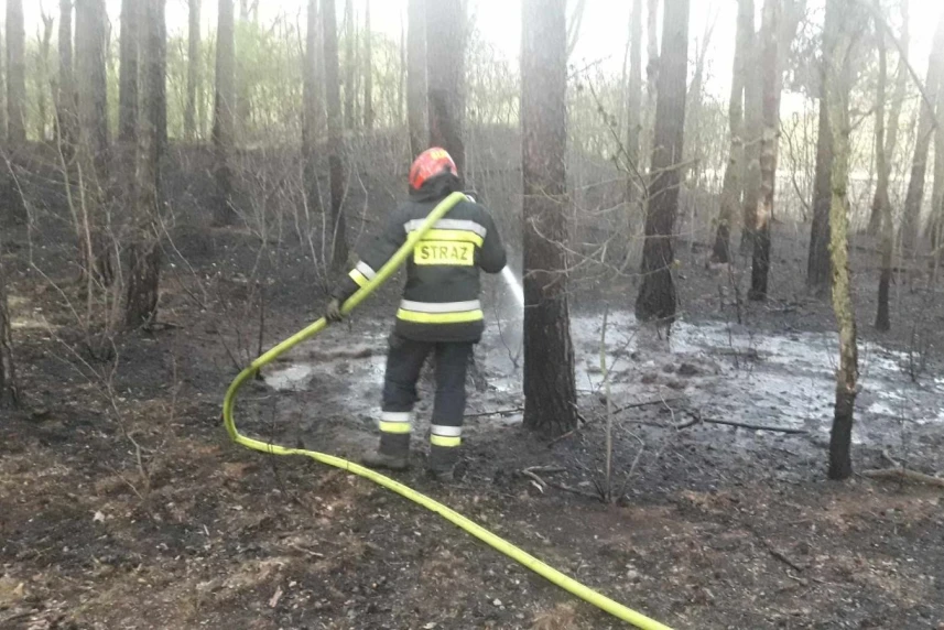 Pożar lasu w Dąbiu. Nieodpowiedzialne zachowania spacerowiczów