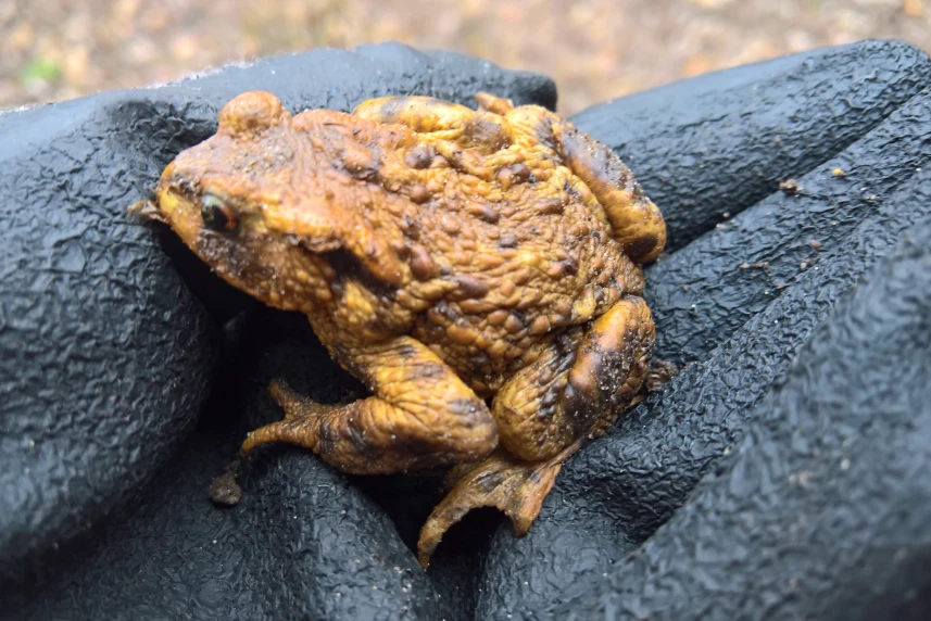 Na ratunek Bufo bufo