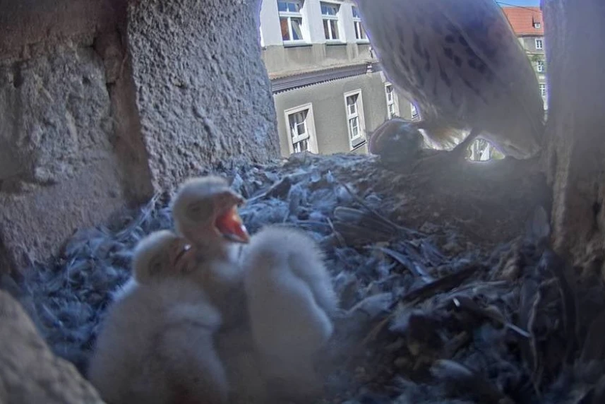 Rodzina pustułek już w komplecie