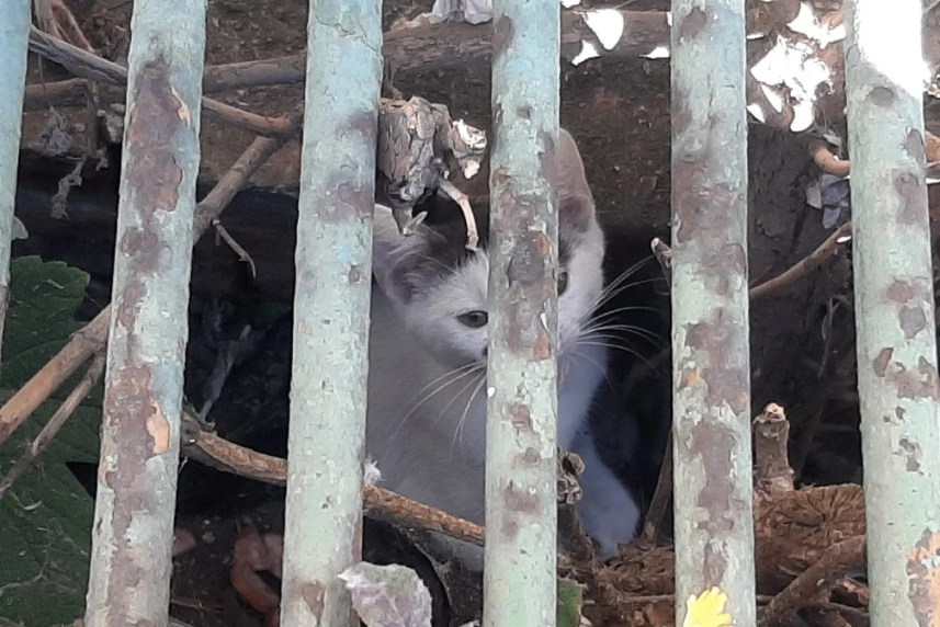 Kot i strażniczka miejska w opałach