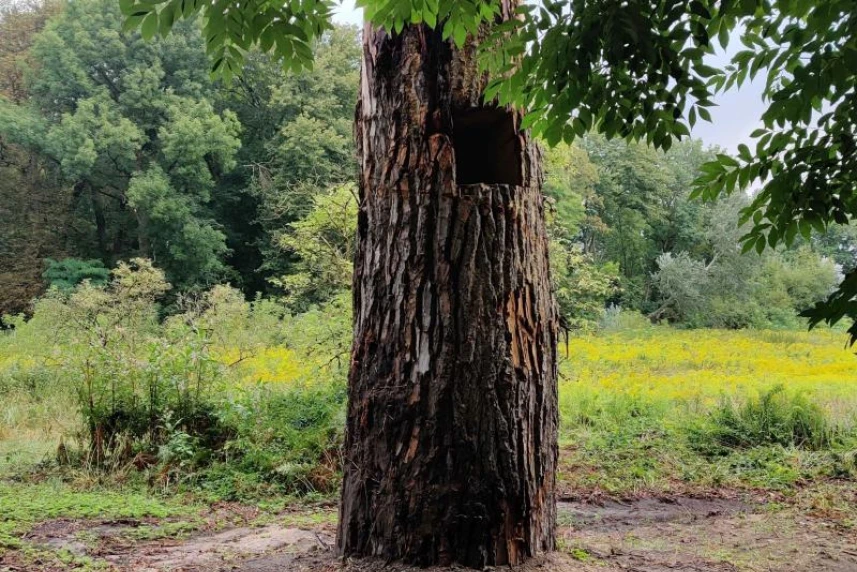 Szczecin: First municipal wild beehive created