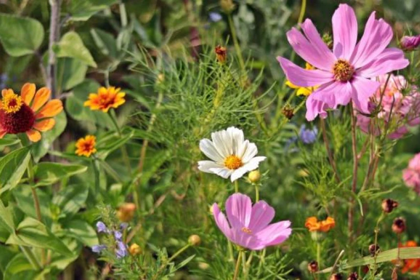Zamówienie obejmuje wykonanie dwóch łąk kwietnych. Pierwsza pojawi się na zieleńcu Jeziorko Słoneczne, druga przy ul. 26 Kwietnia.