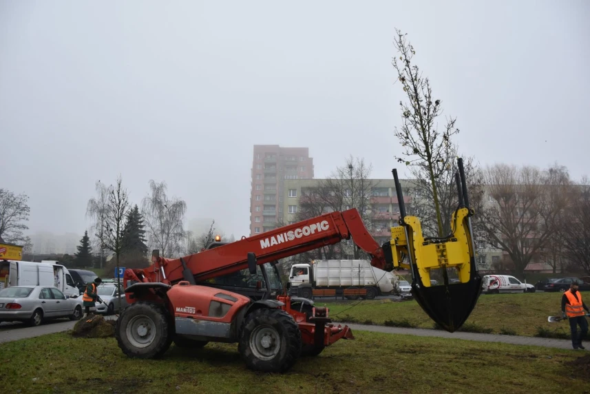 „Operacja” została przeprowadzona przy pomocy przesadzarki do drzew zakupionej przez miasto. „Operacja” została przeprowadzona przy pomocy przesadzarki do drzew zakupionej przez miasto.