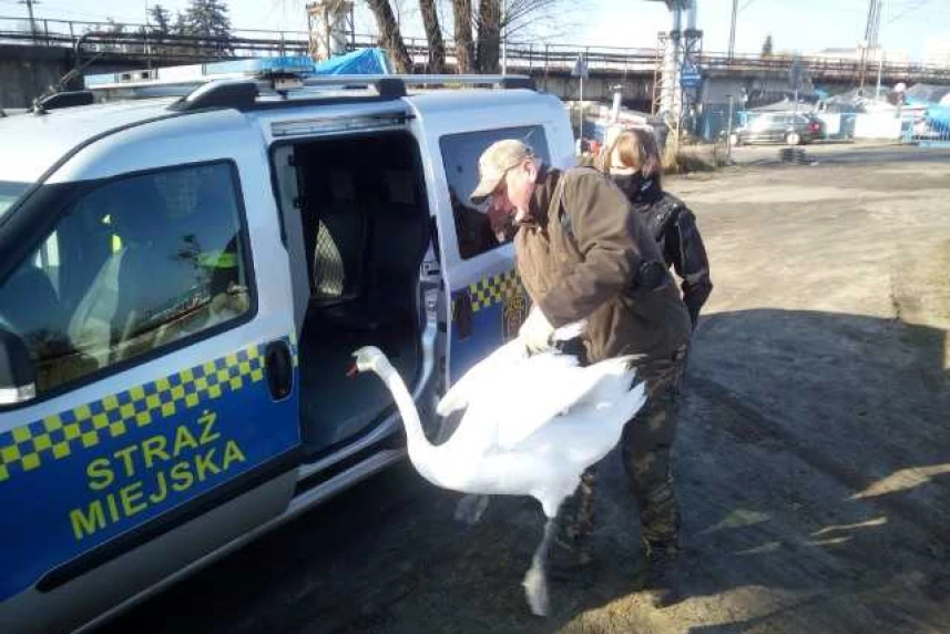 Takiego pasażera w radiowozie strażnicy miejscy jeszcze nie mieli