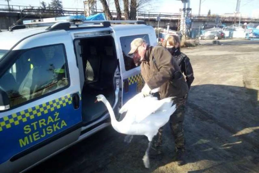 Solch einen Passagier hatten die Beamten der Stadtpolizei noch nicht in ihrem Einsatzfahrzeug Solch einen Passagier hatten die Beamten der Stadtpolizei noch nicht in ihrem Einsatzfahrzeug