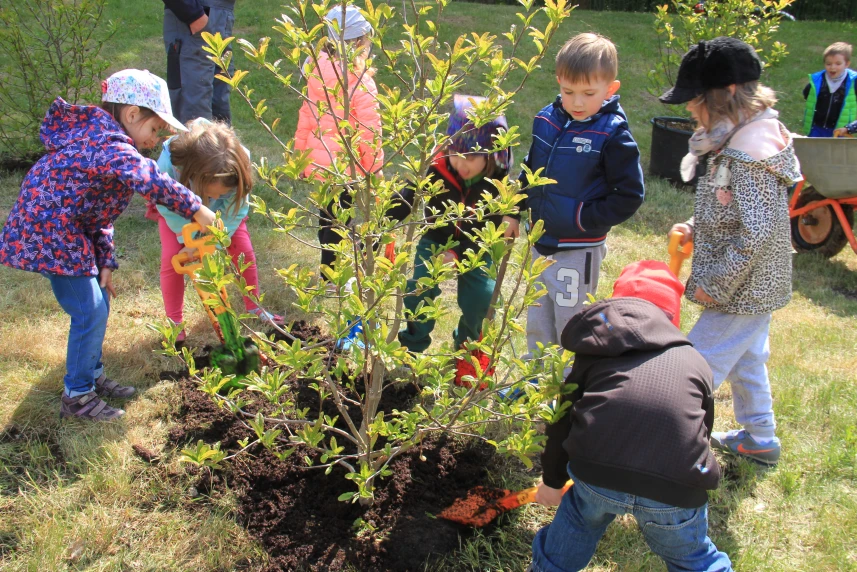 500 magnolii dla szczecinian!