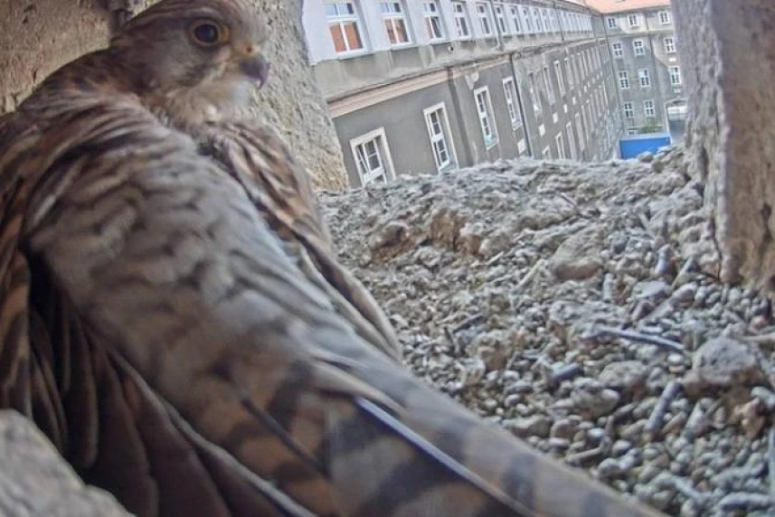 Langersehnte Rückkehr der Turmfalken