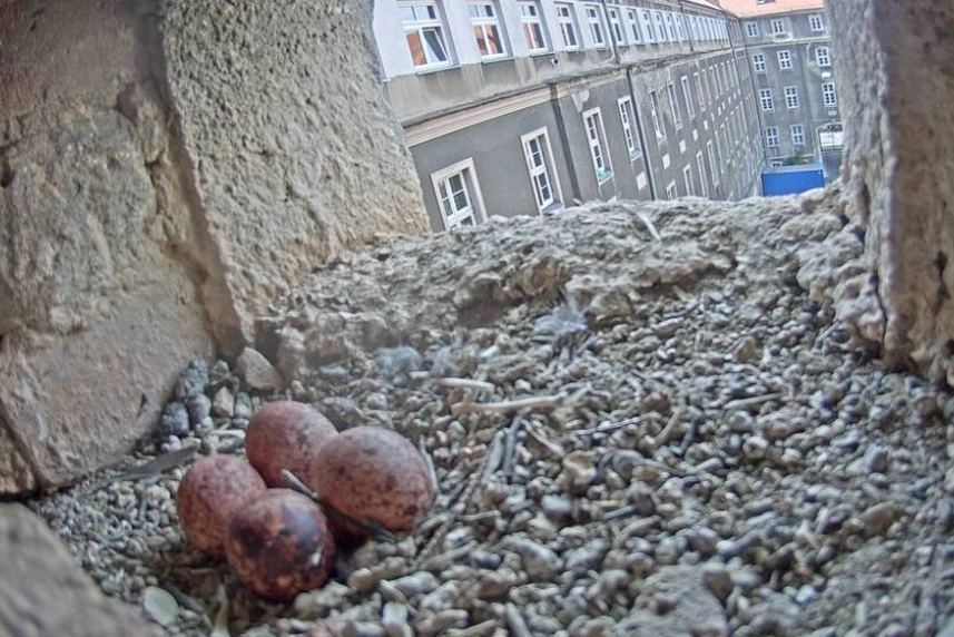 Rodzina pustułek powiększy się