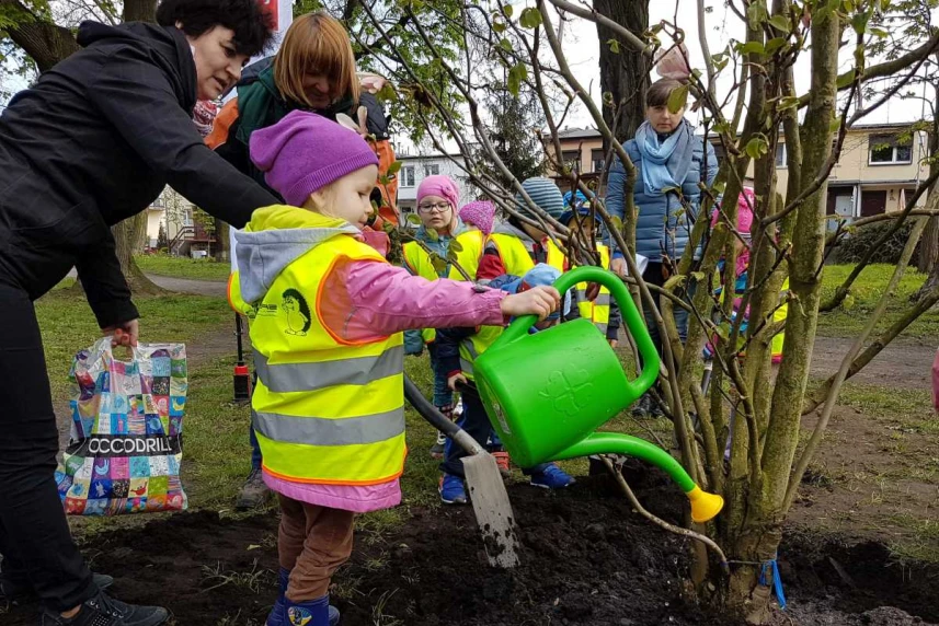 Szczecin magnoliami stoi. Posadzili czterometrowe drzewka