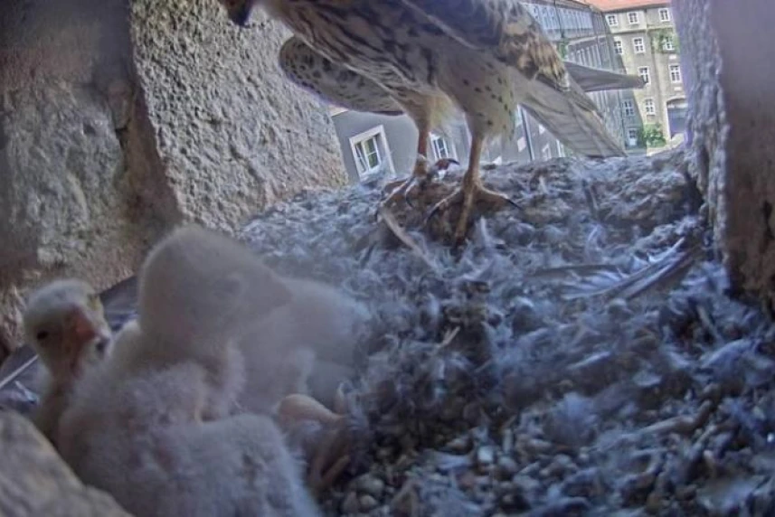The bird family from Municipal Office at full strength The bird family from Municipal Office at full strength