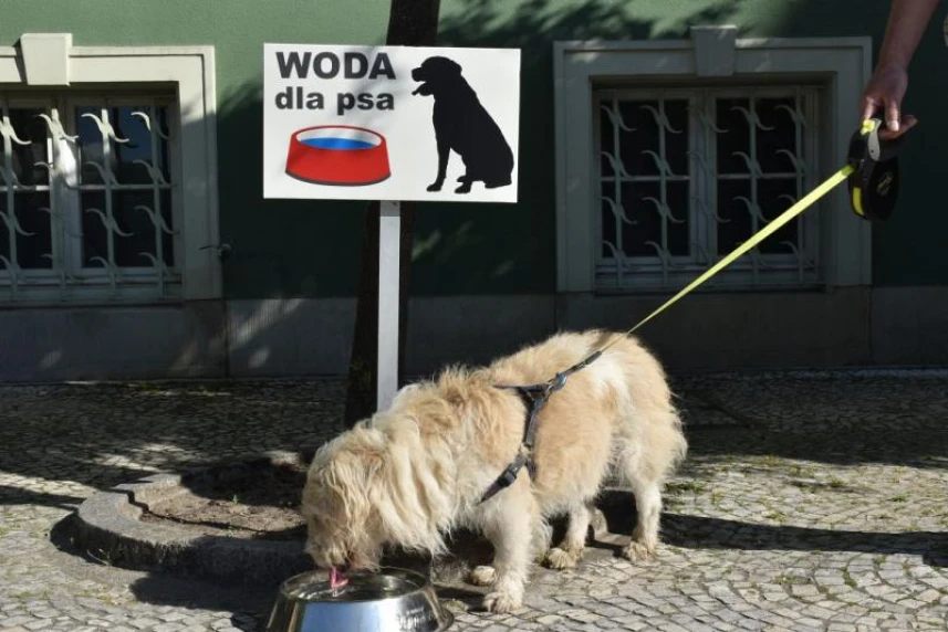 Water for thirsty pets