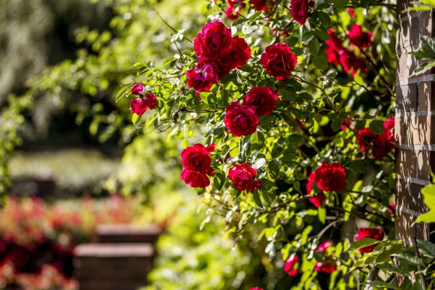 Różany Ogród Sztuki zaprasza