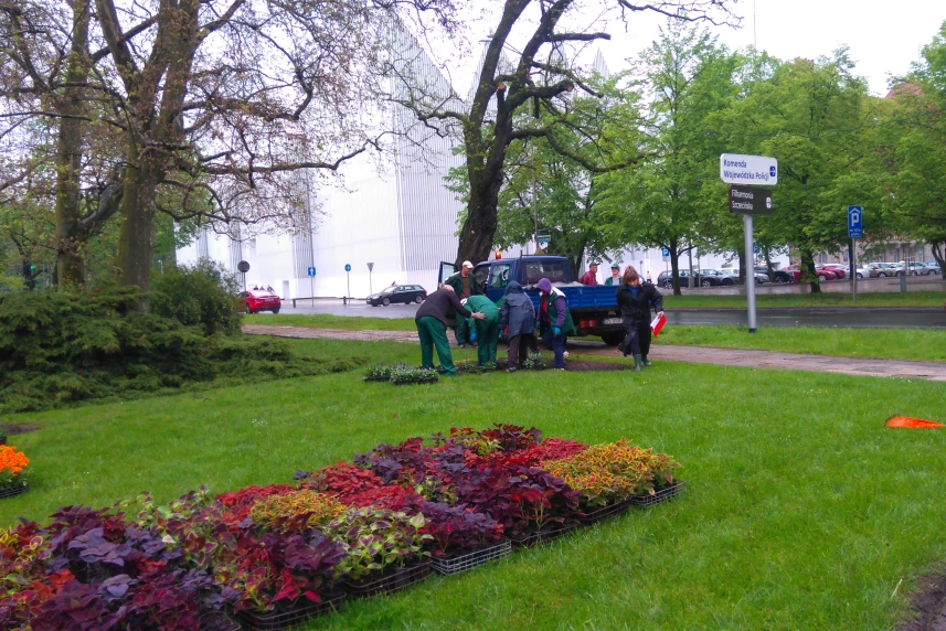 Do piątku posadzą ponad 50 tysięcy kwiatów