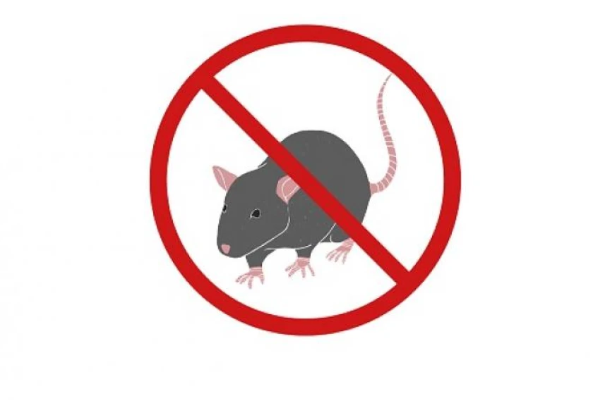 Die Stadtpolizei erinnert: Deratisierungspflicht bis Ende September