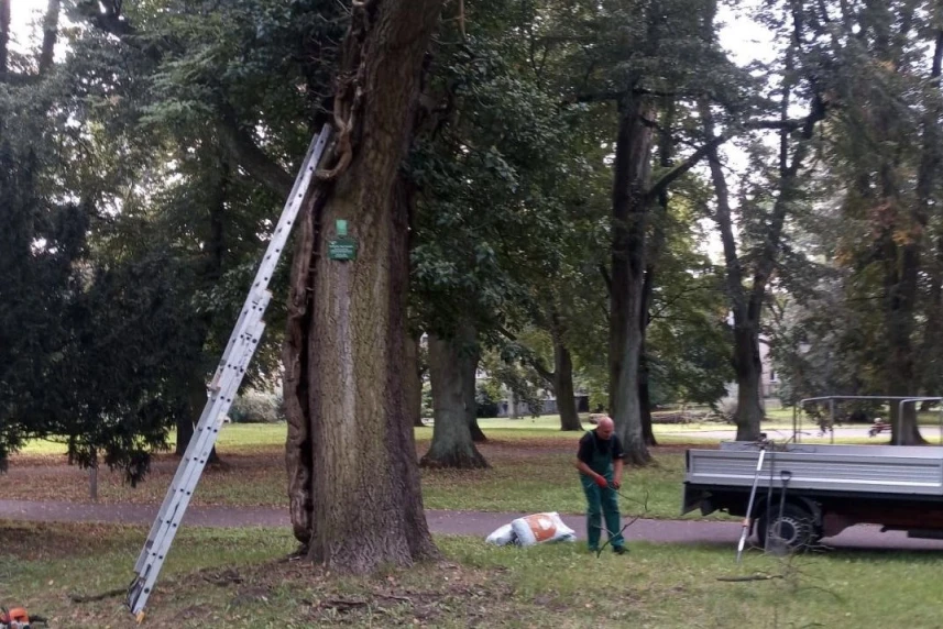 Pomniki przyrody pod opieką Pomniki przyrody pod opieką