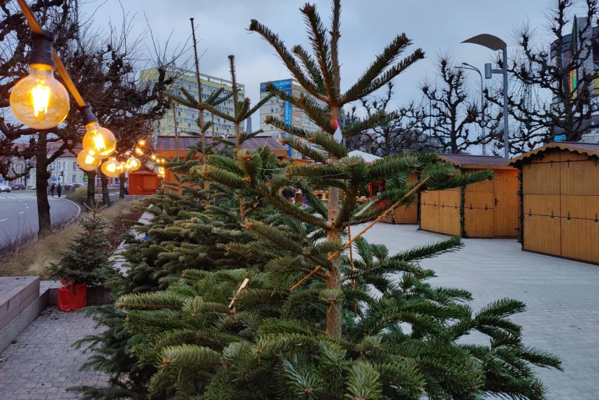 W środę będziemy rozdawać świąteczne choinki