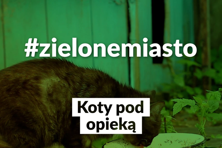 Koty wolno żyjące pod opieką Koty wolno żyjące pod opieką