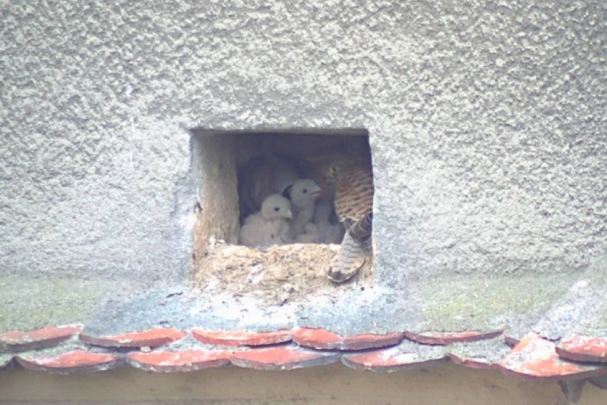 Young kestrels already together