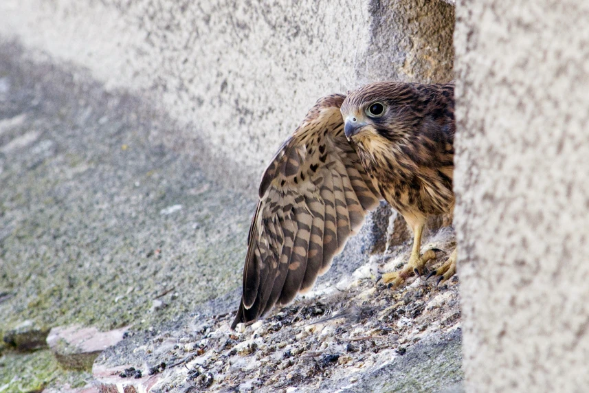 Małe sokoły powoli opuszczają gniazdo