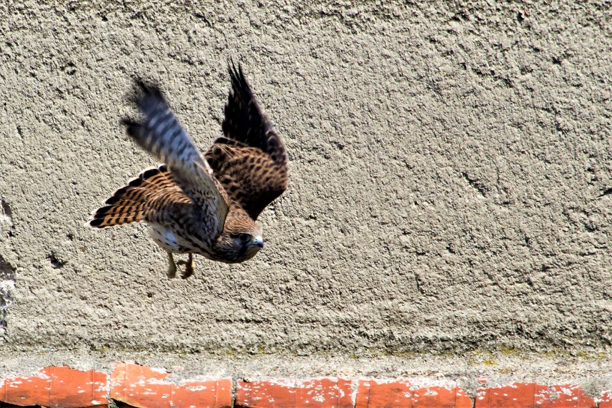 Pustułki wyfrunęły z gniazda