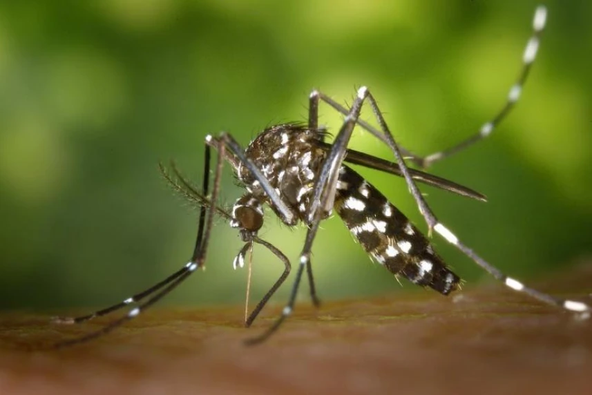Walki z komarami ciąg dalszy