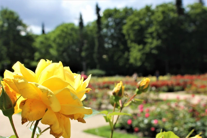 Koniec wakacji z Różanką