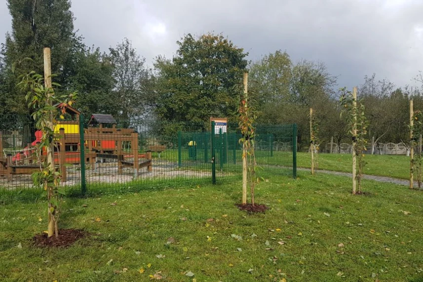 W Szczecinie przybywa drzew