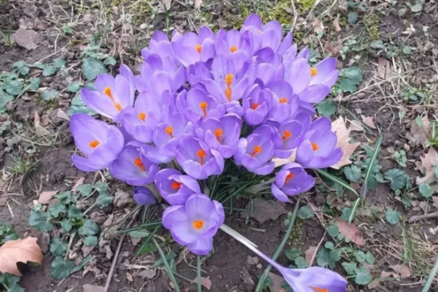The crocuses are a feast for our eyes. Do not trample them!