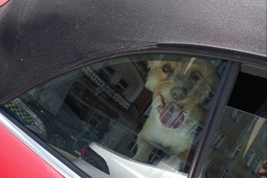 Kolejny pies zamknięty w samochodzie. Strażnicy uwolnili zwierzaka