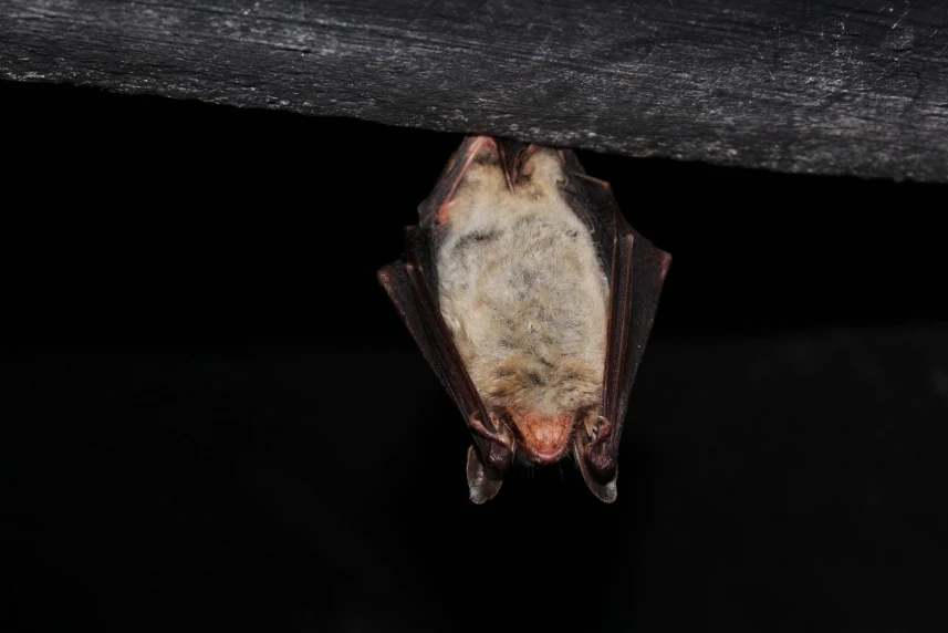 Nietoperzy wielkie liczenie