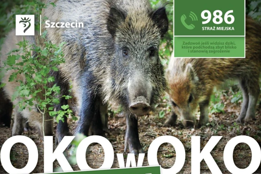 Oko w oko z dzikiem – kampania informacyjna Oko w oko z dzikiem – kampania informacyjna