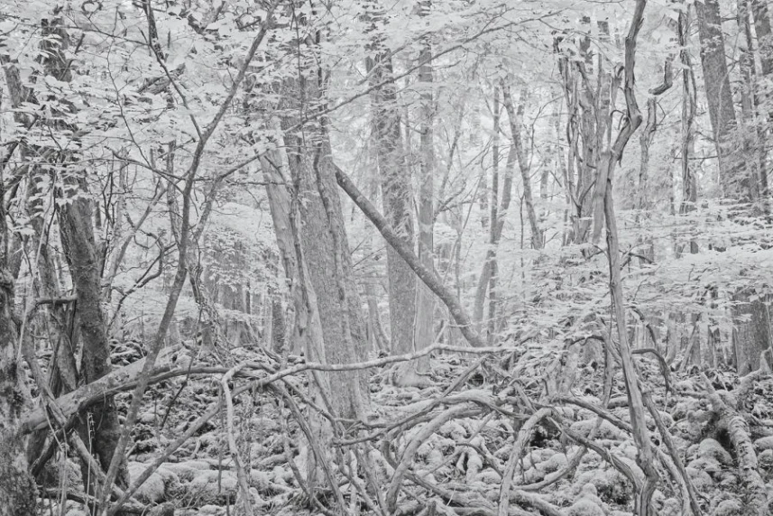 Wystawa Tomasza Lazara 生死 -しょうし w TRAFO