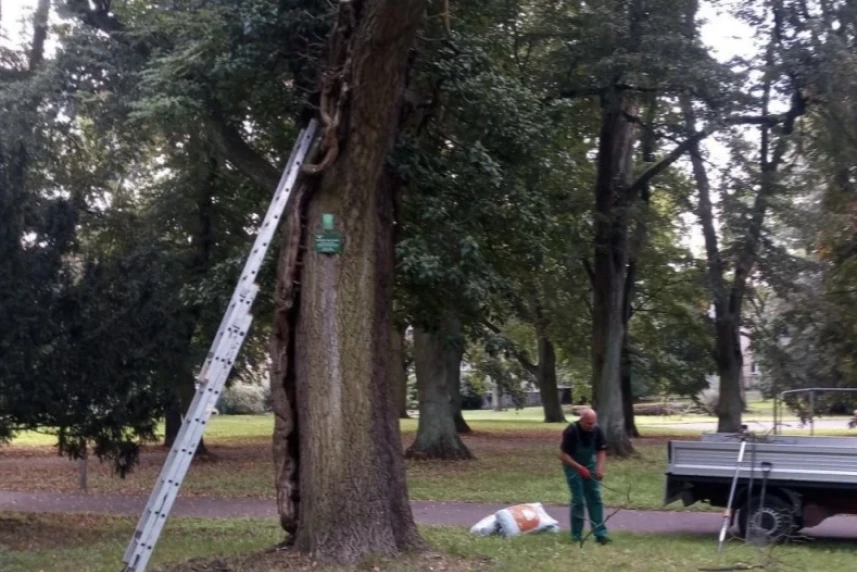 Pomniki przyrody w Szczecinie pod opieką