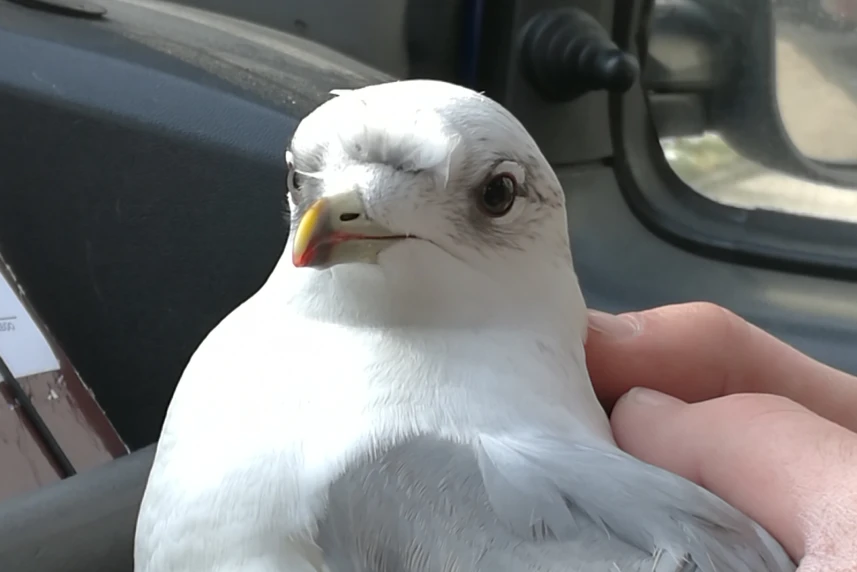 Strażnicy uratowali mewę Strażnicy uratowali mewę
