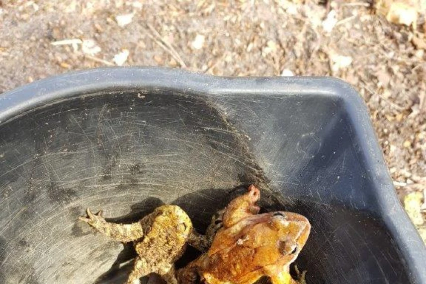 Bufo bufo potrzebuje naszej pomocy Bufo bufo potrzebuje naszej pomocy