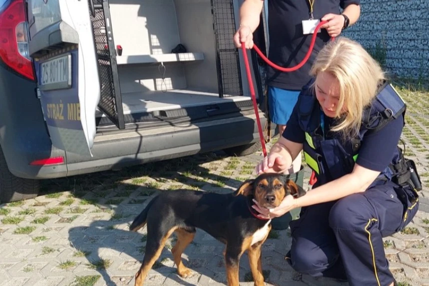 Strażnicy miejscy uratowali porzuconego psa Strażnicy miejscy uratowali porzuconego psa